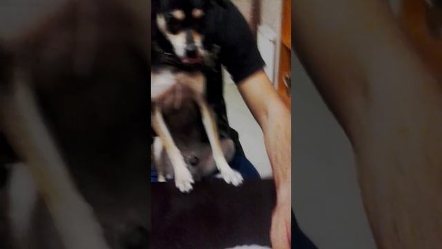 Собака ест раков,смотреть до конца смотреть онлайн