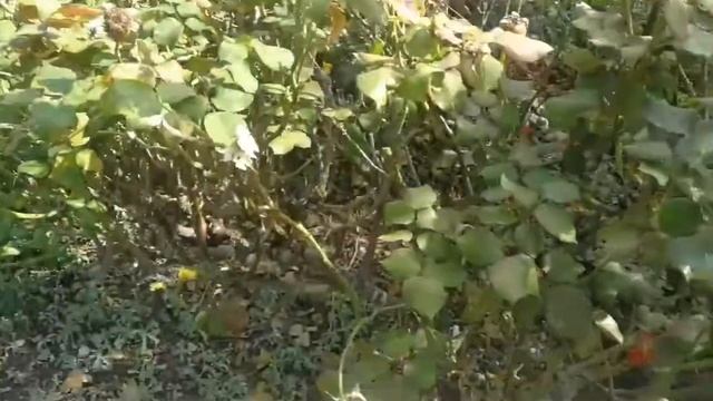 Rose Variety Queen Elizabeth/ Guide To Rose Fragrance смотреть онлайн