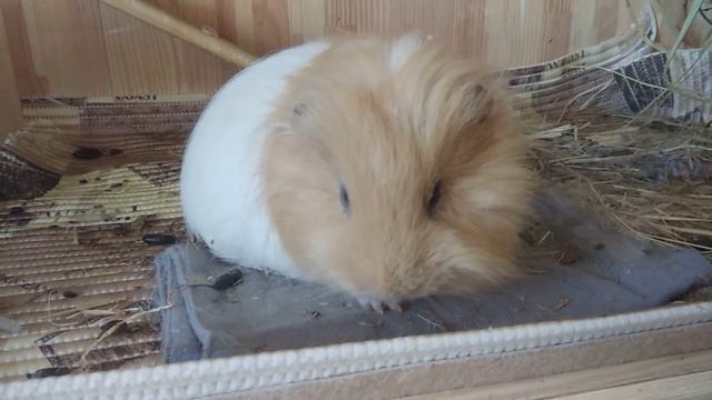 Морская Свинка Спит смотреть онлайн