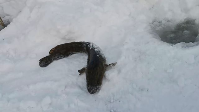 Сибирь. Ловля налима на Уды на реке Бирюса. смотреть онлайн