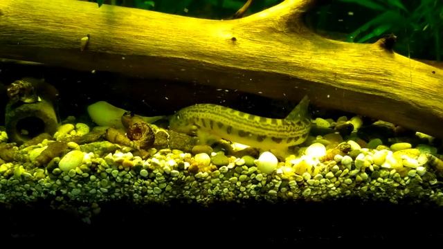 Щиповка обыкновенная (Cobitis taenia L ) в аквариуме. Собирает корм. смотреть онлайн