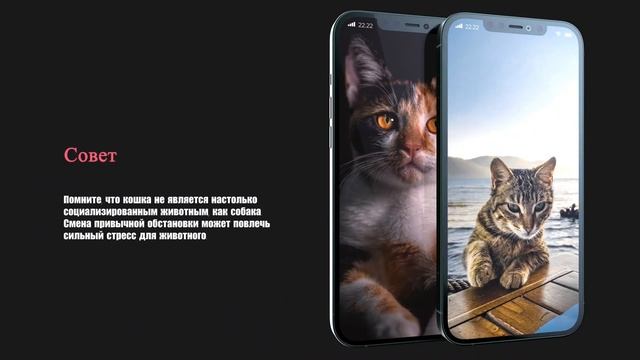 Реклама Зоо-гостиницы смотреть онлайн