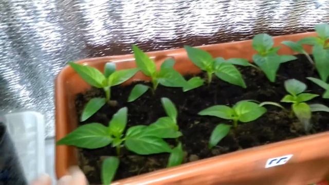 Обзор рассады под ФИТОЛАМПОЙ и без через 10 дней. смотреть онлайн