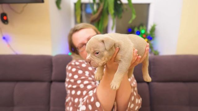 Продать нельзя оставить! Выдающийся щенок! Когда роды у Яны? смотреть онлайн