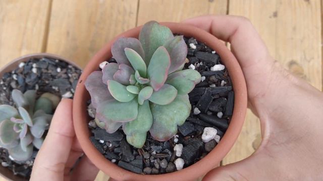 ATUALIZAÇÃO: crispate beauty, derembergii, goiabinha e suculenta diamante смотреть онлайн