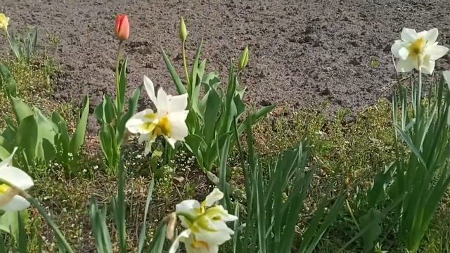 Желтые и Красные махровые Тюльпаны!!! смотреть онлайн