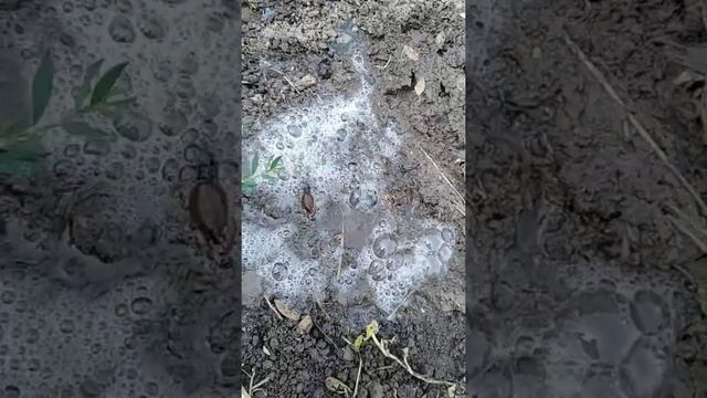 Ловим капустянку на рыбалку 12+ смотреть онлайн