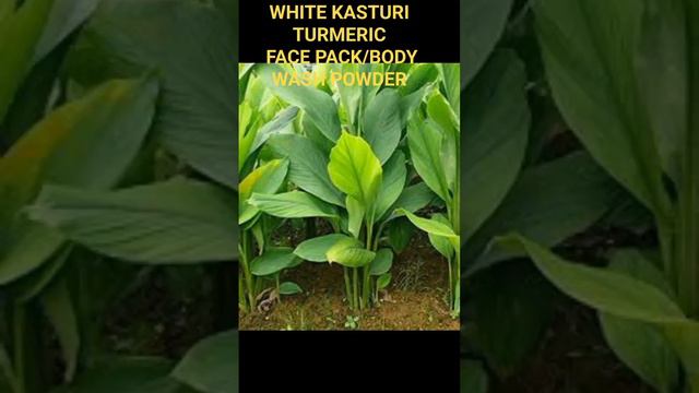 white Kasturi Turmeric with white Hill goats milk face pack/body wash powder, gives radiant skin.