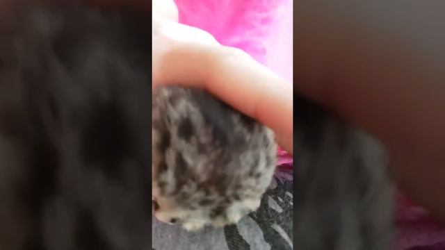 В ЮАР родился двуликий котёнок смотреть онлайн