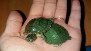 Домашняя черепаха — питание, уход и сколько стоит