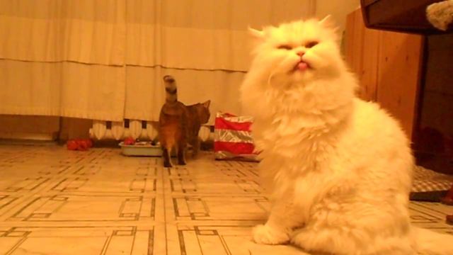 DSCN7495 Пашка умывается и прыгает на стол смотреть онлайн