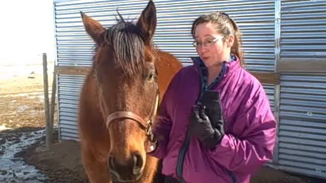 Equi-Heart Pledge Day 18: Unity Astride Horse! смотреть онлайн