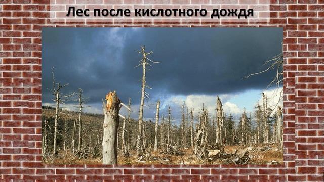 Кислотные дожди | Общая экология смотреть онлайн