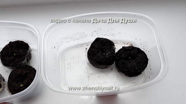 БЕГОНИЯ: виды, посев, уход, пересадка, хранение??? смотреть онлайн