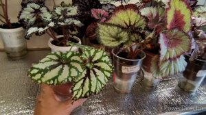 Бегония. Мой опыт выращивания на фитиле,прошел один месяц.