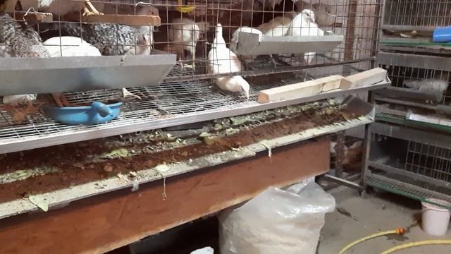 ?ПЕТУШКИ НА ОТКОРМ?курочки#земледелие# смотреть онлайн