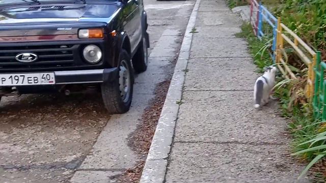 !!!НОВЫЙ КОТ КОШМАРИК, СЛИШКОМ БЫСТРО БЕГАЕТ!!! Удивительная жизнь котят осенью. смотреть онлайн