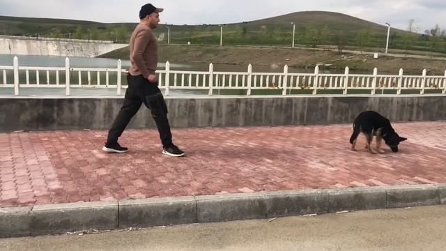 Умный щенок Немецкой овчарки Арчи в 4 месяца ? Приключения Арчи смотреть онлайн