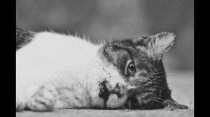 ОЧЕНЬ ГРУСТНАЯ ИСТОРИЯ | СТИХ ПРО КОТА | ТРОГАТЕЛЬНОЕ ВИДЕО | ПОПРОБУЙ НЕ ЗАПЛАКАТЬ