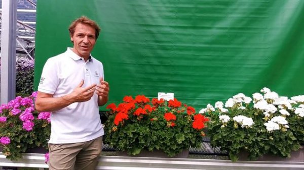 Pelargonium zonale: Dolomites Deep Red - DE