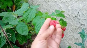 Малина Венги