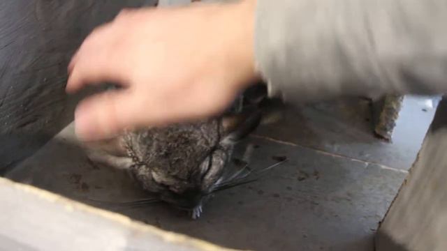 Шиншилы Пермский Контактный Зоопарк смотреть онлайн