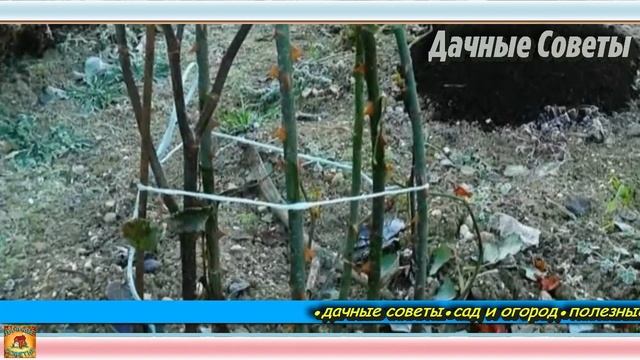 САМЫЕ главные ОШИБКИ которые нельзя делать с РОЗАМИ ОСЕНЬЮ Полезные советы УХОД ЗА РОЗАМ смотреть онлайн