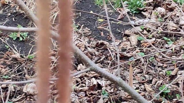 Лесной орех и Фундук Трапезунд - цветение весной 2022 года .