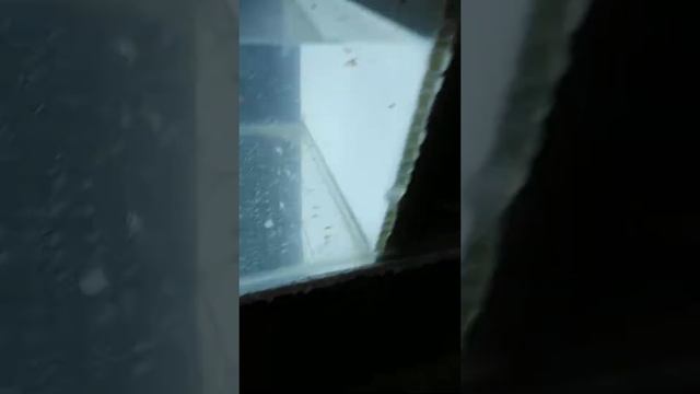 Сажаем мальков меченосцев к малькам гуппи разница в 3 недели смотреть онлайн