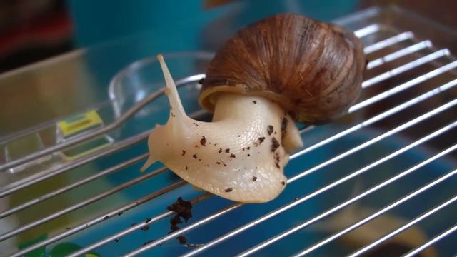 Ахатина улитка. Всё что нужно знать. смотреть онлайн