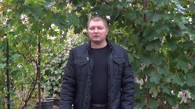 Когда необходимо высаживать саженцы винограда. Осенью или весной? смотреть онлайн