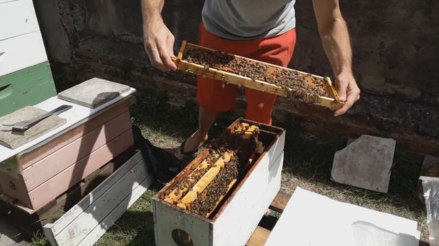 Подсадка маток карника в отводки Аргентина часть 1 смотреть онлайн