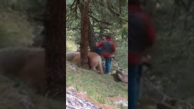 Освобождают лошадь между двух деревьев смотреть онлайн