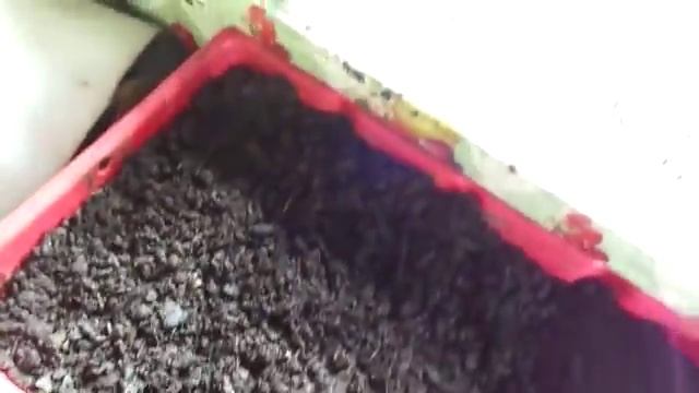 Работа с мальком червя/Разведение червя дендробена