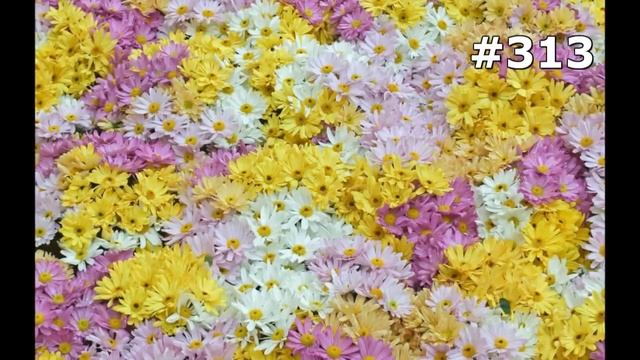 #313. Цветы и растения - самые яркие цветы смотреть онлайн