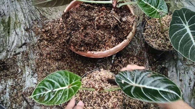 Alocasia Black Velvet Propagation - Gardening Tips - Plants Lover смотреть онлайн