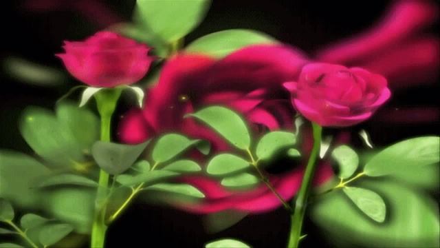 Футаж Розы разлетаются смотреть онлайн