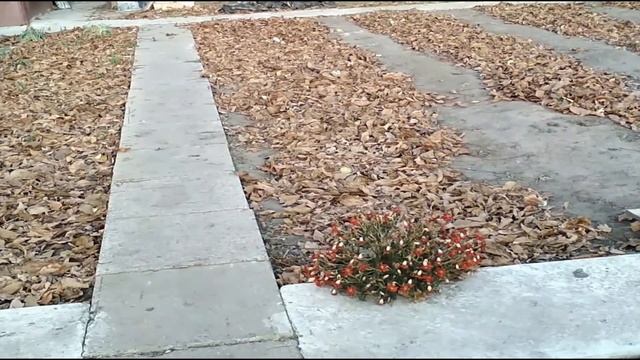 Тяжелые,глинистые почвы.Как быстро улучшить структуру и повысить плодородие . смотреть онлайн