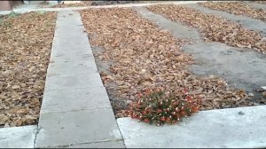 Тяжелые,глинистые почвы.Как быстро улучшить структуру и повысить плодородие .