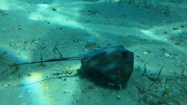 STINGRAY - Dikenli VATOZ - Scorpion in the sea - Steve Irwin's cause of death смотреть онлайн