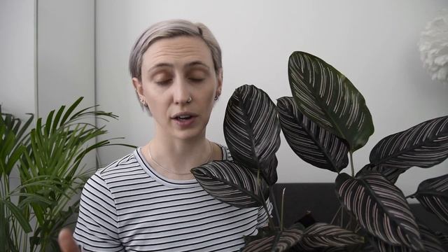 CALATHEA Plant Care Tips | Prayer Plant Care смотреть онлайн