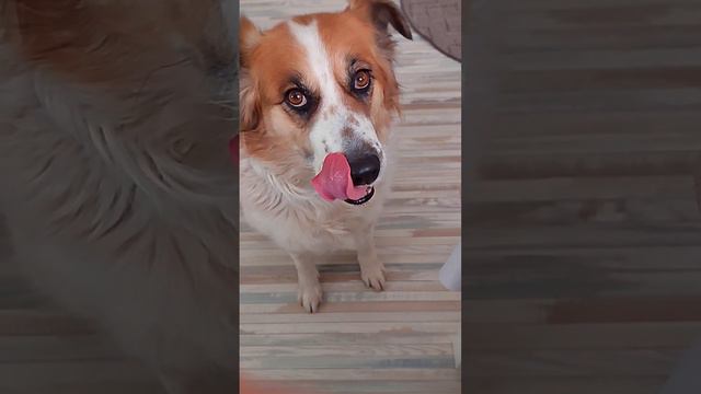 😝 #dogs #pets смотреть онлайн