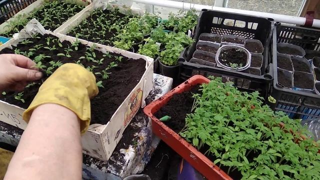 Томат Сибирская тройка.Пикировка и обзор рассады. смотреть онлайн