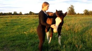 Обучение жеребёнка с самого начала жизни.