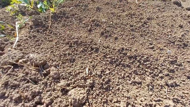 18#КУПИЛА ЗАБРОШЕННУЮ ДАЧУ. что изменилось за неделю на заброшенной даче? УДАЧНИКИ ВЕЗДЕ смотреть онлайн