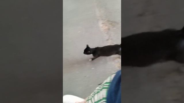 Уличная кошка отличается умом и сообразительностью, да и собой хороша. смотреть онлайн