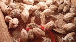 Причины по которым не могу рекомендовать пропойку Золотухина для перепелят