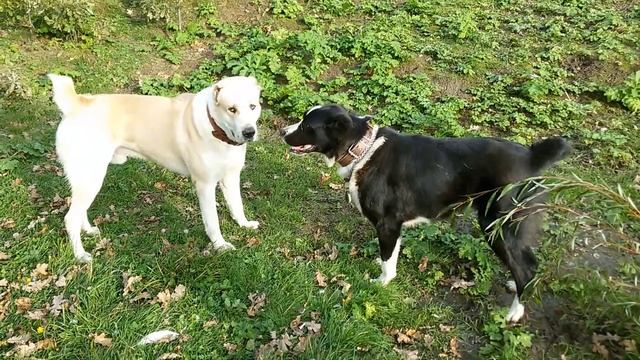 САО Зангар Ата и Фая. ПГТ Заокский Тульской обл. 09.2016. смотреть онлайн