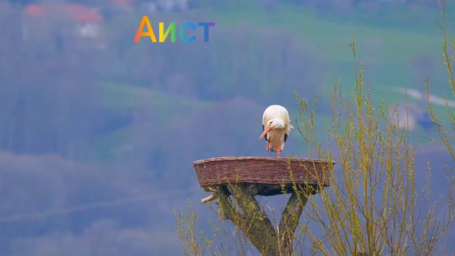 Страна птиц.Самые УДИВИТЕЛЬНЫЕ птицы смотреть онлайн