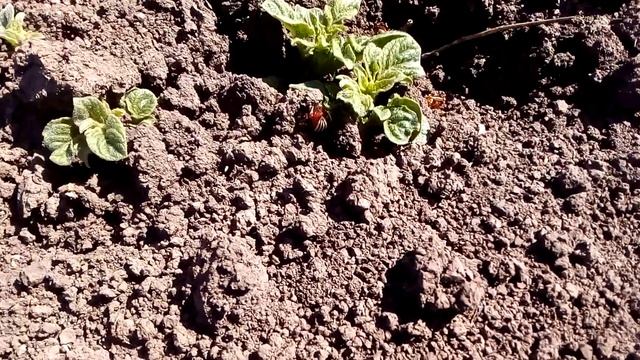 Протравитель престиж - результаты работы смотреть онлайн